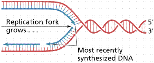 Replication