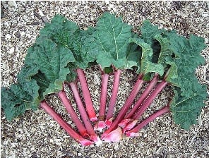 Rhubarb