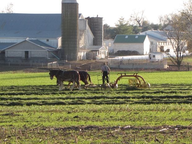 Food production