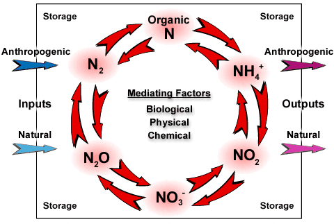 N2cycle