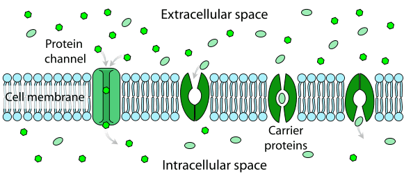 membrane2