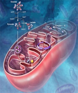 metabolica foto1