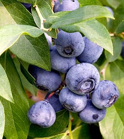 blueberries