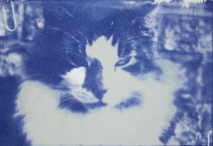 cyanotype