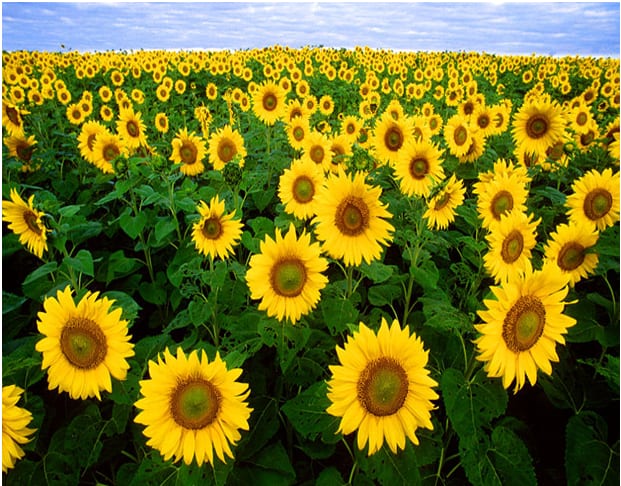 Sunflowers