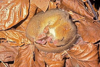 Dormouse